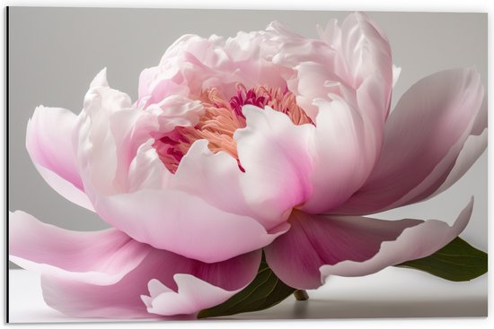 Dibond - Roze Pioenroos met Witte Achtergrond - 60x40 cm Foto op Aluminium (Met Ophangsysteem)