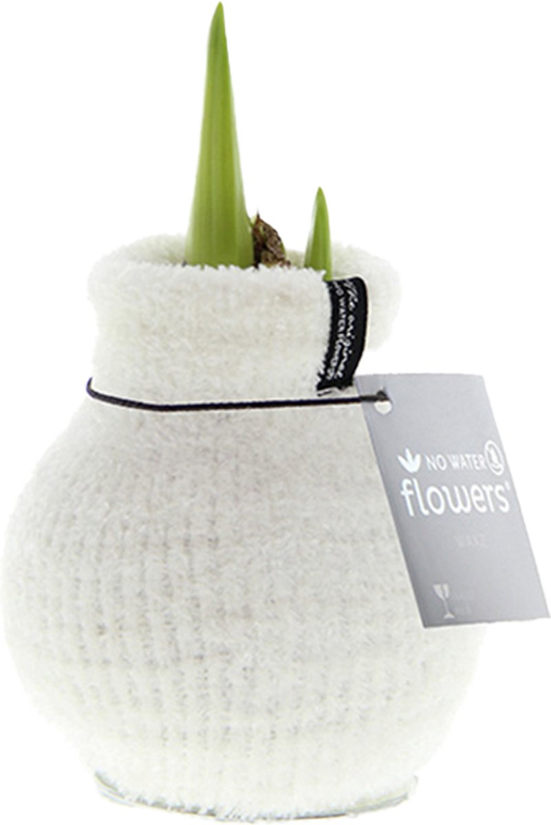 Bloomique - Amaryllis Bol in Wax - Cozy Wit - Bloembol - No Water Flowers - Kerstversiering - Hoogte 15-25 cm bij Levering - Groeit tot 40-60 cm - 10 cm diameter