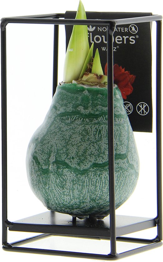 Foto: Bloomique amaryllis bol in groene wax met metalen standaard industrial zwart bloembol no water flowers kerstversiering 15 25 cm hoog bij levering groeit tot 30 50 cm 10 cm diameter