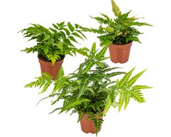 Bloomique - Mix van 3 - Varens - Tuinvarens - Tuinplanten - Winterhard - Groenblijvend - Hoogte 20-30 cm - Pot 12 cm