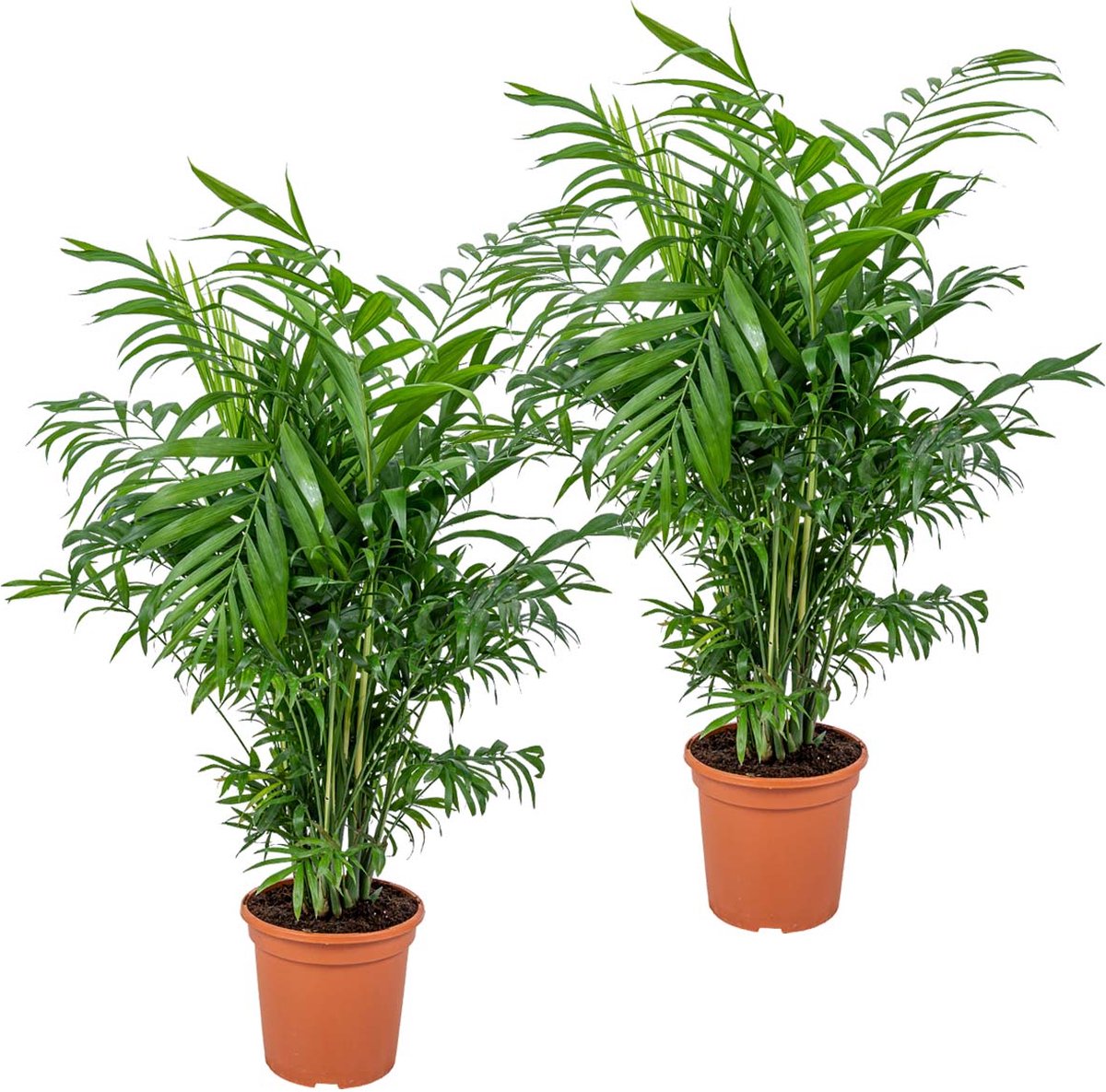 Bloomique - Set van 2 - Chamaedorea Elegans - Mexicaanse Dwergpalm - Kamerplanten - Luchtzuiverend - Diervriendelijk - Gemakkelijk in onderhoud - Hoogte 50-60 cm - Pot 17 cm