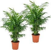 Bloomique - Set van 2 - Chamaedorea Elegans - Mexicaanse Dwergpalm - Kamerplanten - Luchtzuiverend - Diervriendelijk - Gemakkelijk in onderhoud - Hoogte 50-60 cm - Pot 17 cm