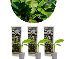 Bloomique - Set van 3 - Musa Basjoo - Japanse Vezelbanaan - Tuinbanaan - Tuinplanten - Winterhard - Hoogte 20-30 cm - Pot 10,5 cm