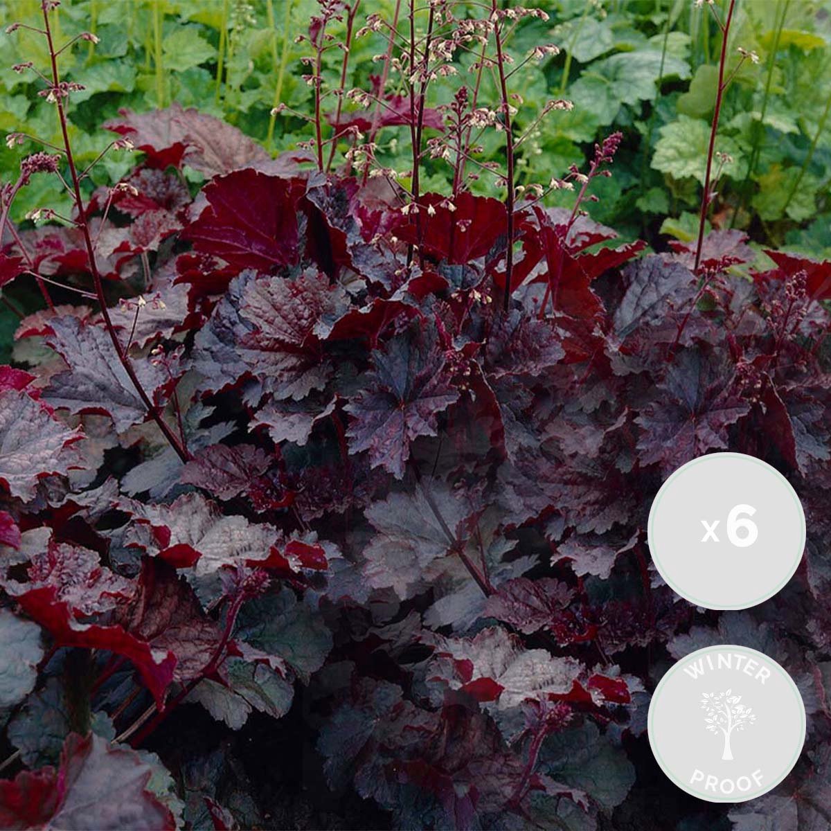 Bloomique - Set van 6 - Heuchera Micrantha Palace Purple - Purperklokje - Tuinplanten - Winterhard - Diervriendelijk - Hoogte 10-20 cm - Pot 9x9 cm