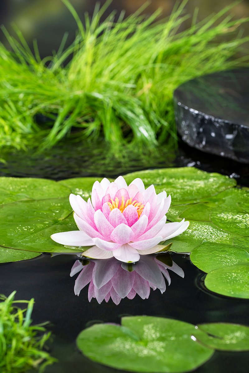 Bloomique - Nymphaea Wilfron Gonnere - Waterlelie - Roze - Vijverplanten - Waterplanten - Winterhard - Hoogte 10-20 cm - Pot 11 cm
