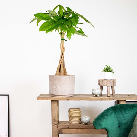 Bloomique Set Van 2 Pachira Aquatica Geldboom - Luchtzuiverende Kamerplanten - 60-70 Cm Hoog - Pot 17 Cm - Gemakkelijk In Onderhoud