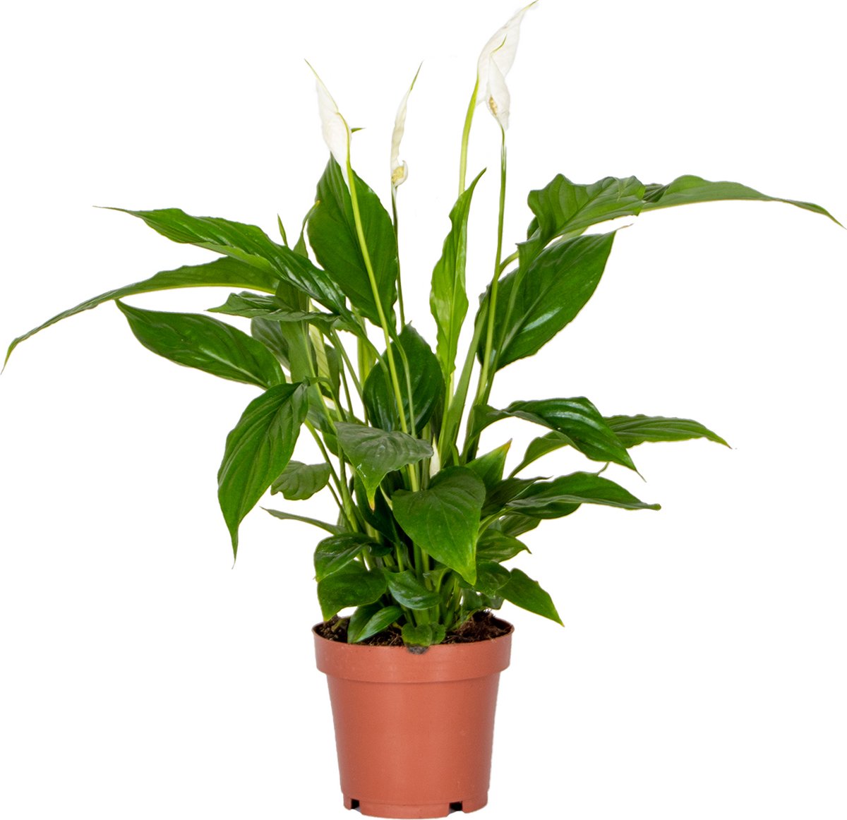 Bol.com Bloomique - Spathiphyllum - Lepelplant - Kamerplanten - Luchtzuiverend - Hoogte 30-40 cm - Pot 12 cm aanbieding