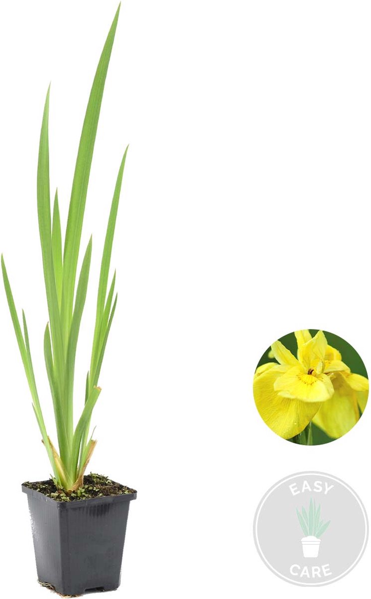 Bloomique - Iris Pseudacorus - Gele Lis - Vijverplanten - Waterplanten - Winterhard - Hoogte 20-30 cm - Pot 9 cm