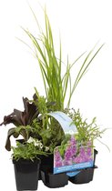 Bloomique - Set van 6 - Geurende Vijverplanten - Acorus - Geranium - Houttuynia - Mentha - Preslia - Zantedeschia - Vijverzone 1-2 - 15-25 cm Hoog - Pot 9 cm