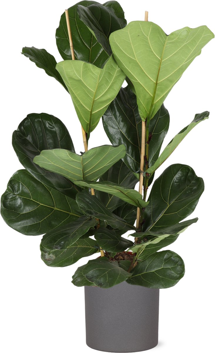Green Harmony | Ficus Lyrata - Ø24cm - 120cm in ERA antraciet pot
