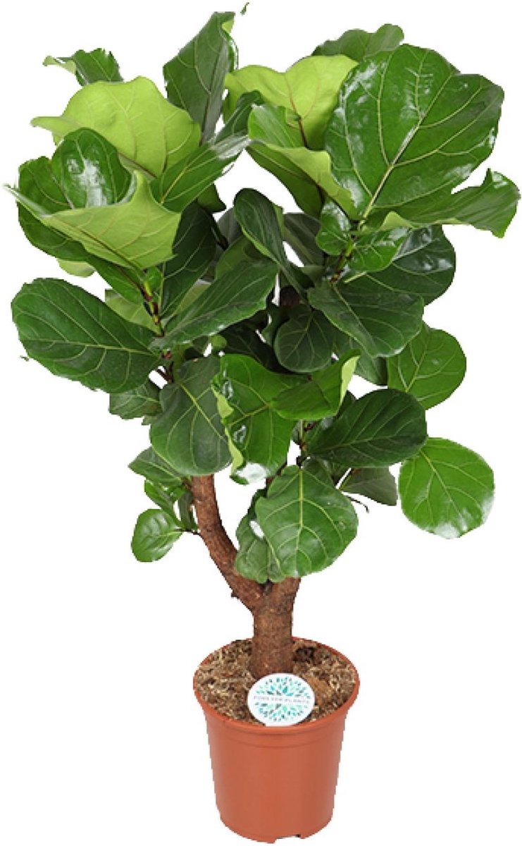 Green Harmony | Ficus Lyrata - Ø27cm - 130cm