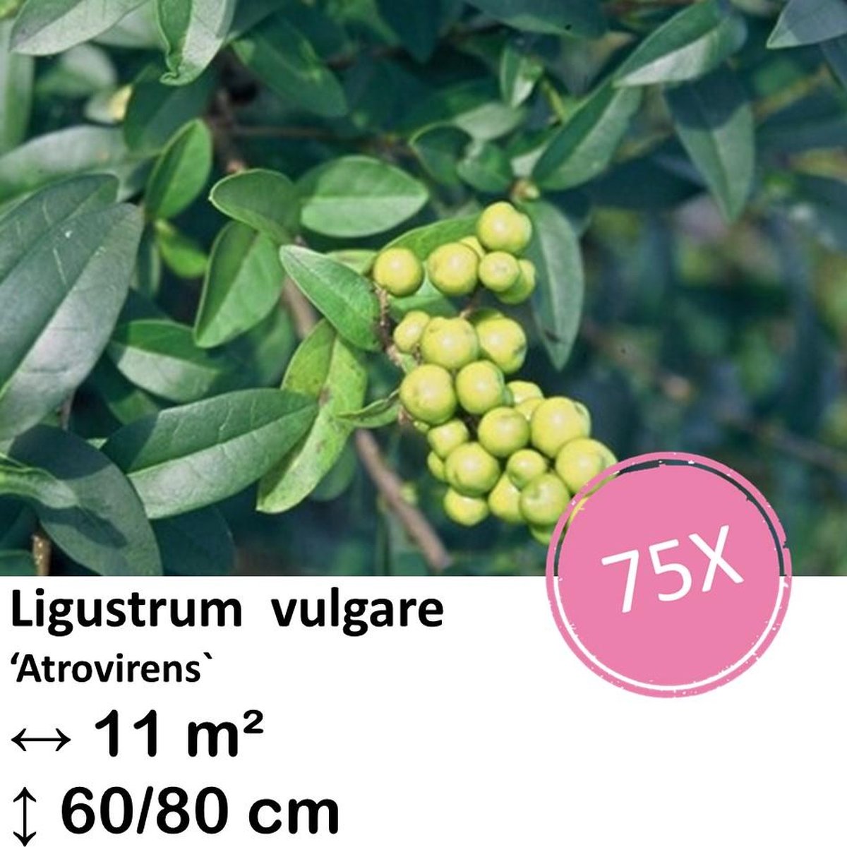 Green Harmony| Ligustrum vulgare 'Atrovirens` - kale wortel