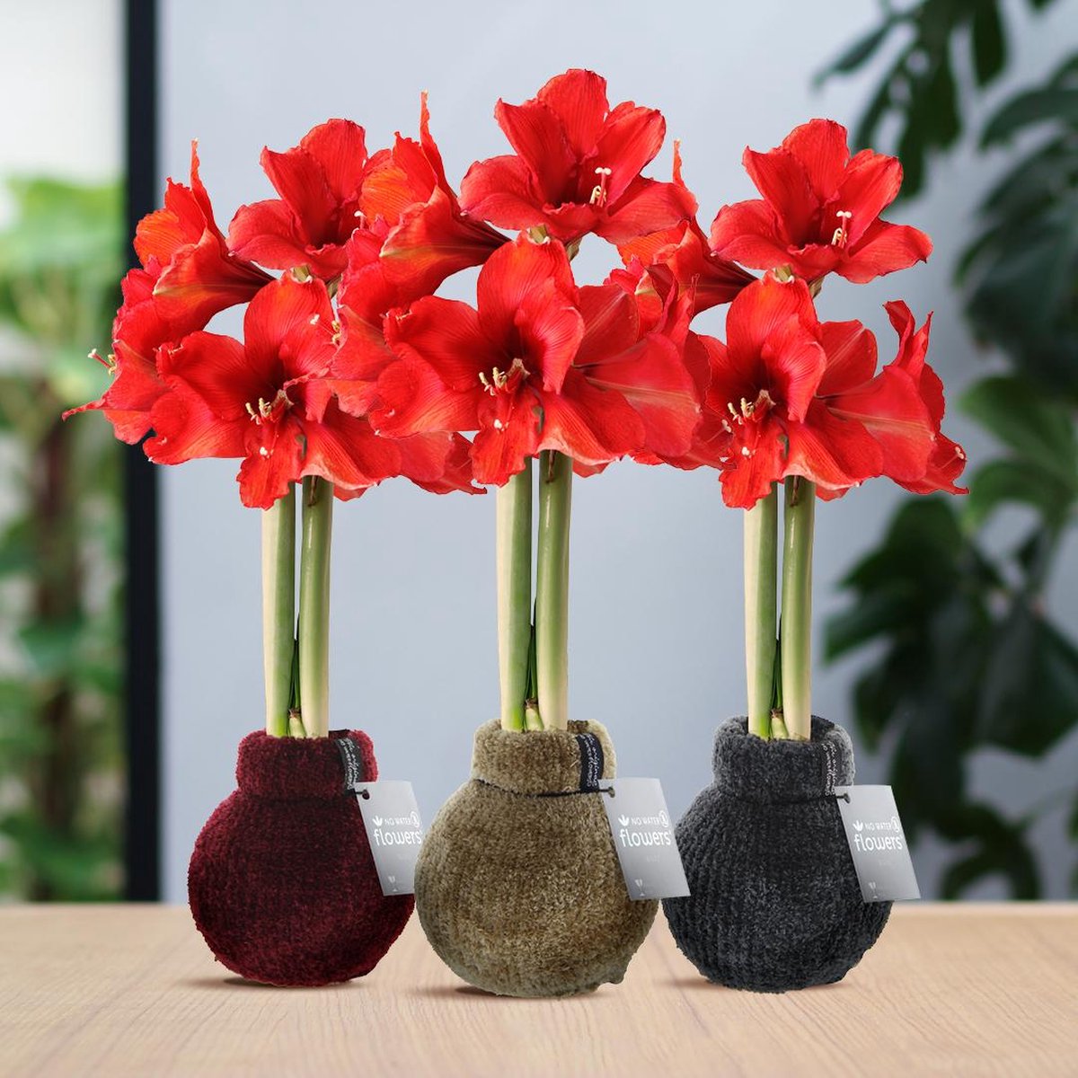 Green Harmony | (wax amaryllis) | Fashionz Cozy Teddy Mix (3 pack) + Red flower