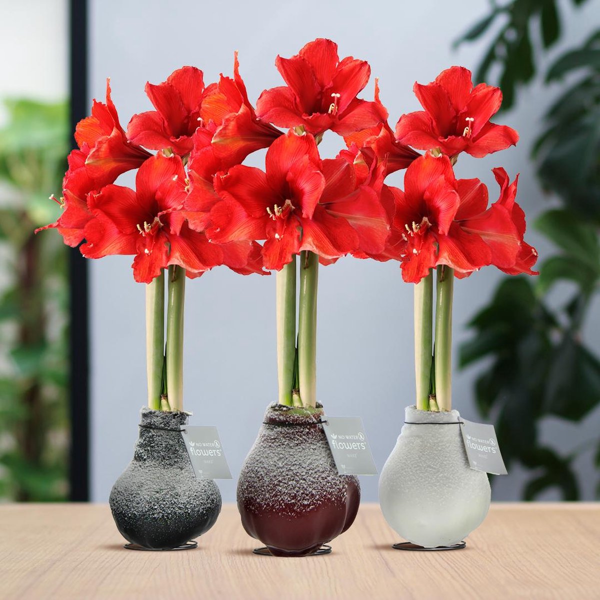 Green Harmony | (wax amaryllis) | Waxz® Snow Mix (3 pack) + Red flower