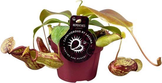 Bekerplant