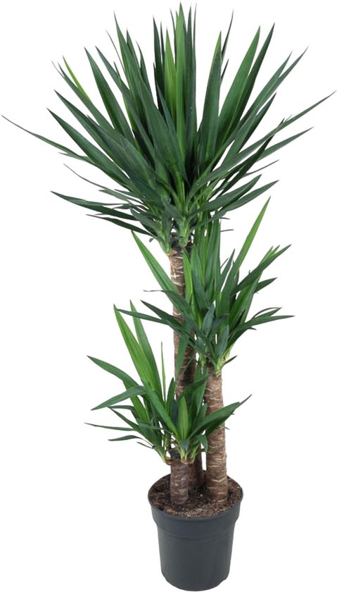 Schitterende Palmlelie - palmachtige plant binnen - Donkergroene Yucca Elephantipes - ca. 140 cm hoog - ø27