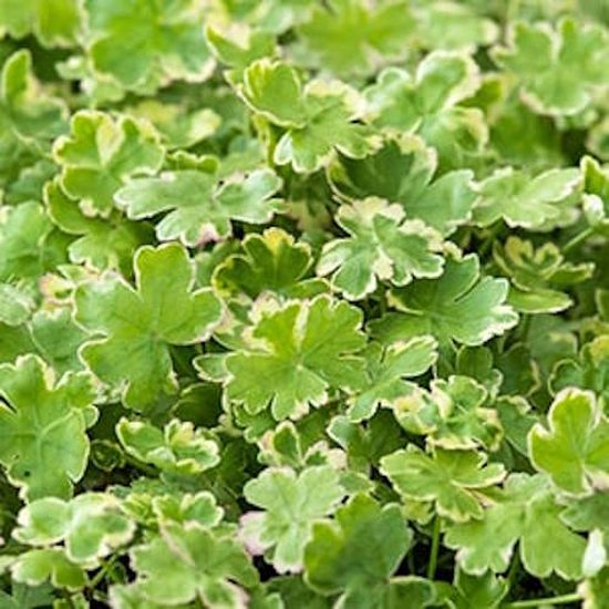 Hôte à ombelle panachée Hydrocotyle. Variegata P11Moerings