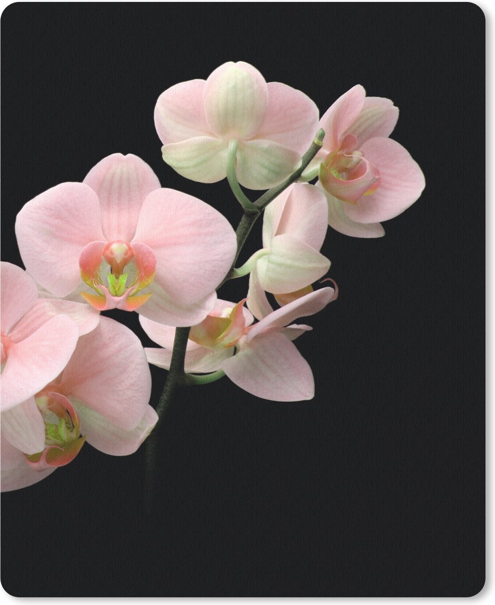 Muismat 19x23 cm - Mousepad Orchidee - Bloemen - Roze - Stilleven - Flora - Muismatten