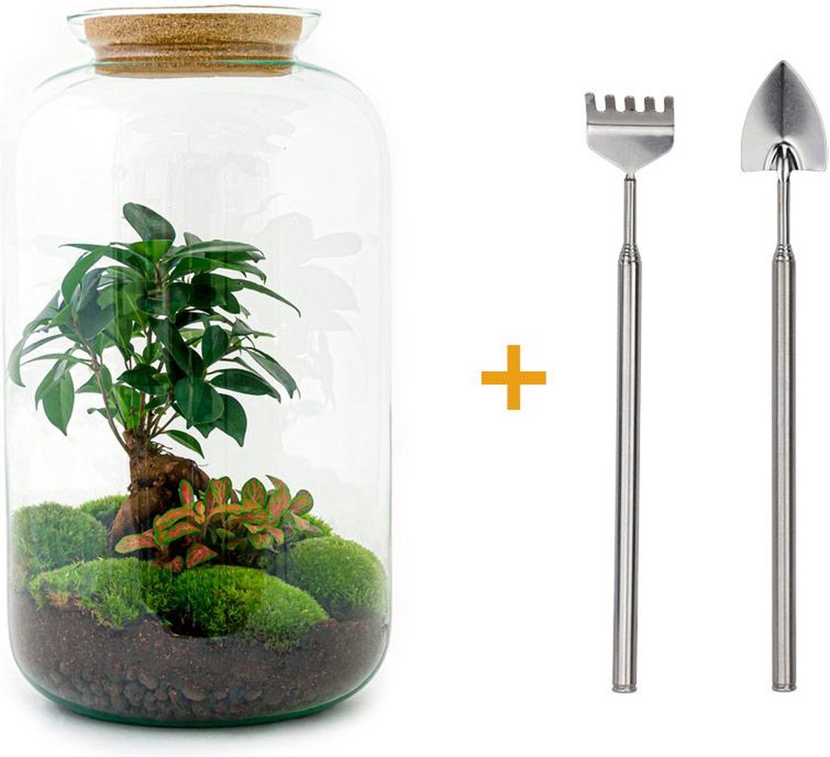 Green Harmony | DIY terrarium - Sven Bonsai - 43 cm