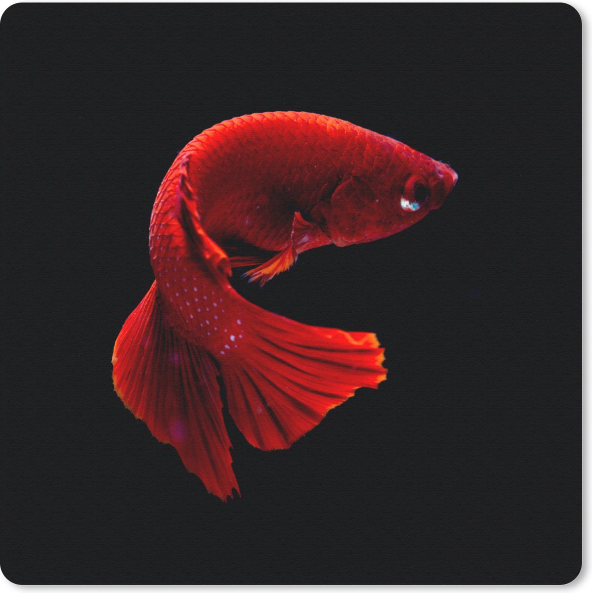 Muismat 30x30 cm - Mousepad Vis - Zeedier - Staart - Rood - Muismatten
