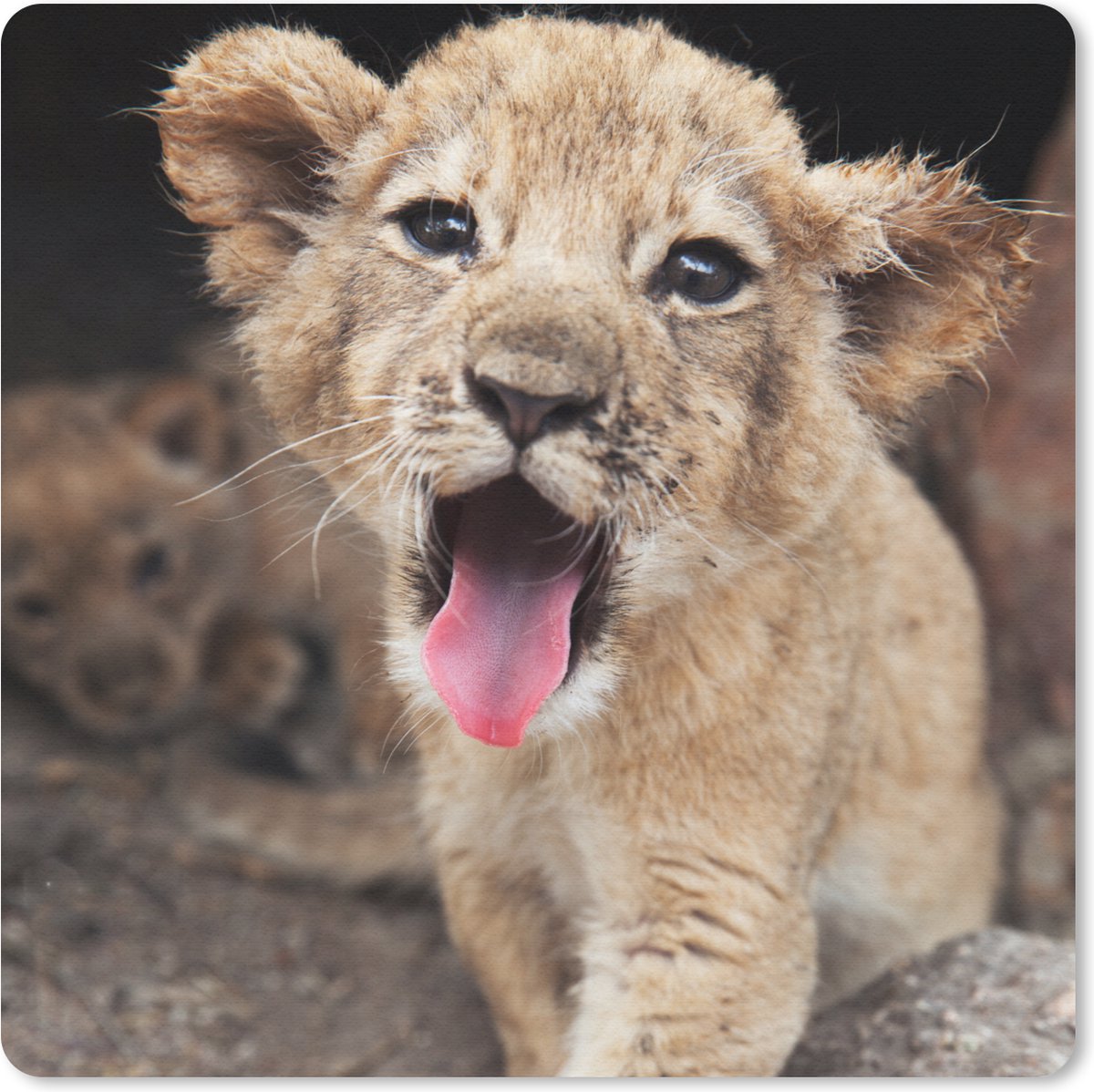 Muismat 20x20 cm - Mousepad Welp - Leeuwen - Schattig - Muismatten