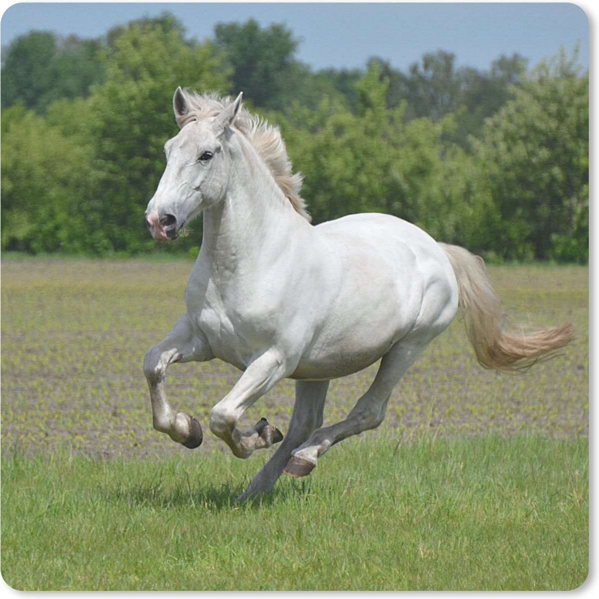 Muismat 30x30 cm - Mousepad Paarden - Natuur - Wit - Muismatten