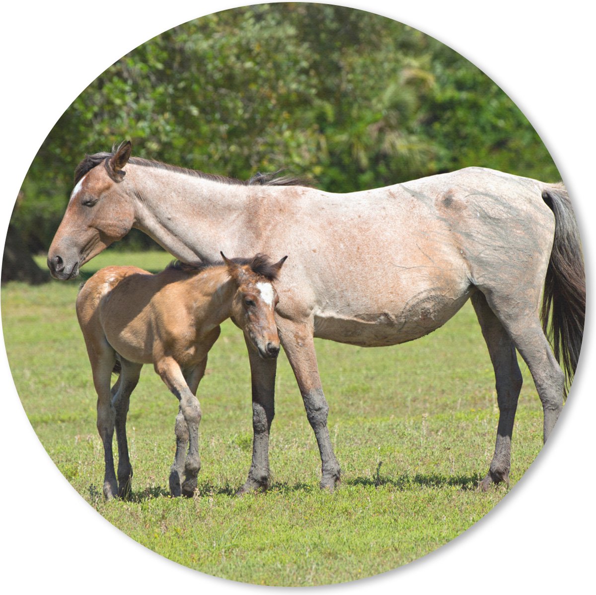 Muismat rond 30x30 cm - Mousepad Paarden - Gras - Schaduw - Ronde muismatten