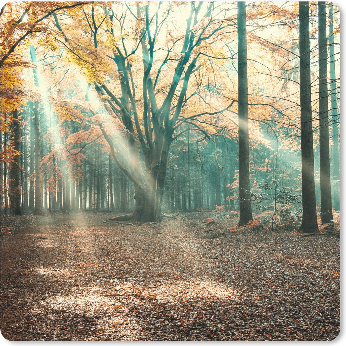 Muismat 30x30 cm - Mousepad Herfstbos in Nederland - Muismatten