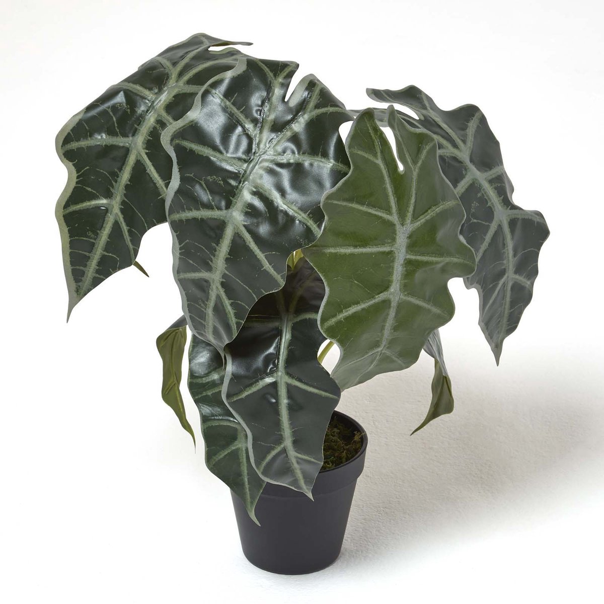 Homescapes Alocasia Kunstplant in Pot Olifantoor 50 cm Groen