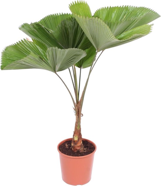 Gegolfde waaierpalm (Licuala Grandis), aparte palm voor binnen, 140 cm hoog