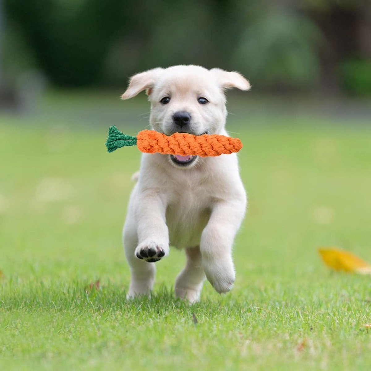 Petizer 3-Pack 6,5 cm piepend bal speelgoed voor honden - Chew Spiky, drijvend zwembad speelgoed, gooien halen voor puppy, rubber TPR, tanden