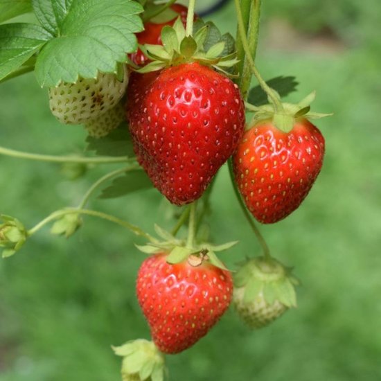 Sluis Garden - Aardbei Grandian F1