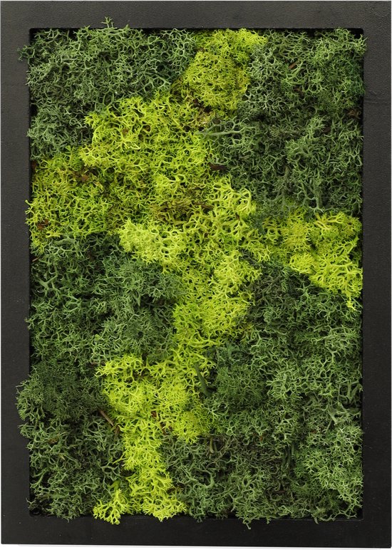 Comforder Mosschilderij - Moswand van Rendiermos - Onderhoudsvrije Muurdecoratie - Rechthoek 24x17cm