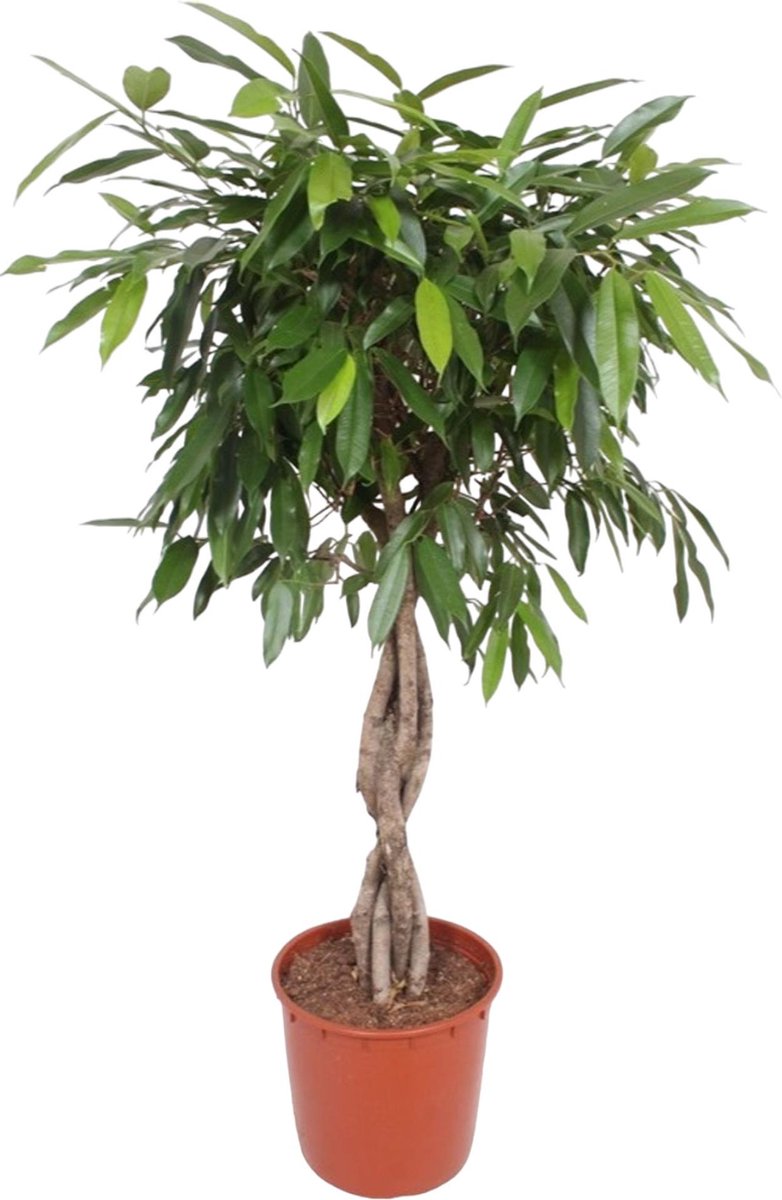 Ficus Amstel King Kamerplant 140 cm Hoog Gevlochten Stam