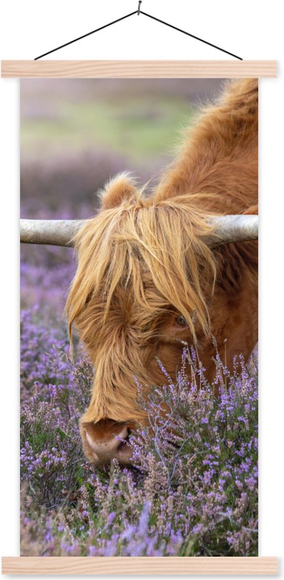 Porte-affiche avec affiche - Affiche scolaire - Scottish Highlander - Animaux - Heather - 90x180 cm - lattes vierges