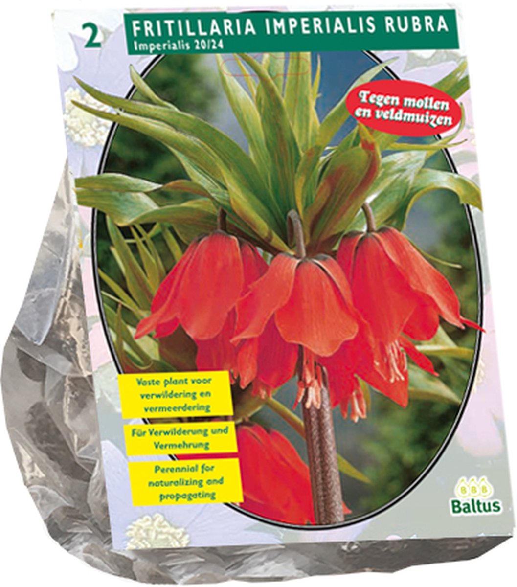 Fritillaria Imperialis Rubra per 2