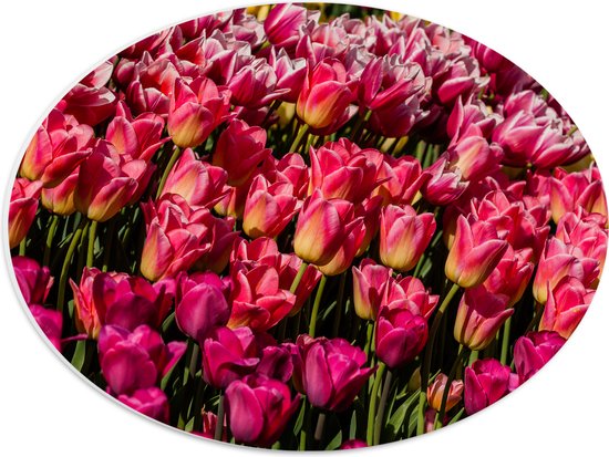 PVC Schuimplaat Ovaal - Dicht begroeid Bloemenveld vol Roze Tulpen - 40x30 cm Foto op Ovaal (Met Ophangsysteem)