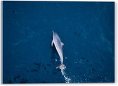 Acrylglas - Bovenaanzicht van Dolfijn Zwemmend in Donkerblauwe Zee - 40x30 cm Foto op Acrylglas (Met Ophangsysteem)