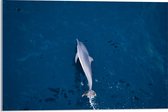 Acrylglas - Bovenaanzicht van Dolfijn Zwemmend in Donkerblauwe Zee - 60x40 cm Foto op Acrylglas (Met Ophangsysteem)
