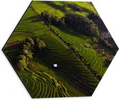 Dibond Hexagon - Bovenaanzicht van de Rijstvelden in Indonesië - 30x26.1 cm Foto op Hexagon (Met Ophangsysteem)