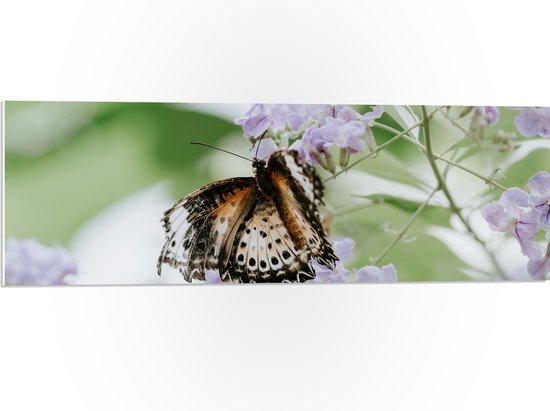 PVC Schuimplaat- Bruin met Zwarte Vlinder met Open Vleugels bij Paarse Bloemen - 90x30 cm Foto op PVC Schuimplaat