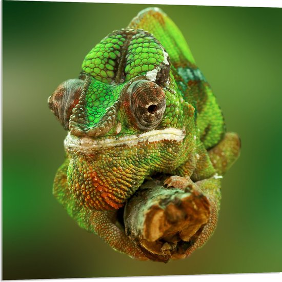 Acrylglas - Groene Kameleon Gekruld om Smalle Houten Tak - 80x80 cm Foto op Acrylglas (Met Ophangsysteem)