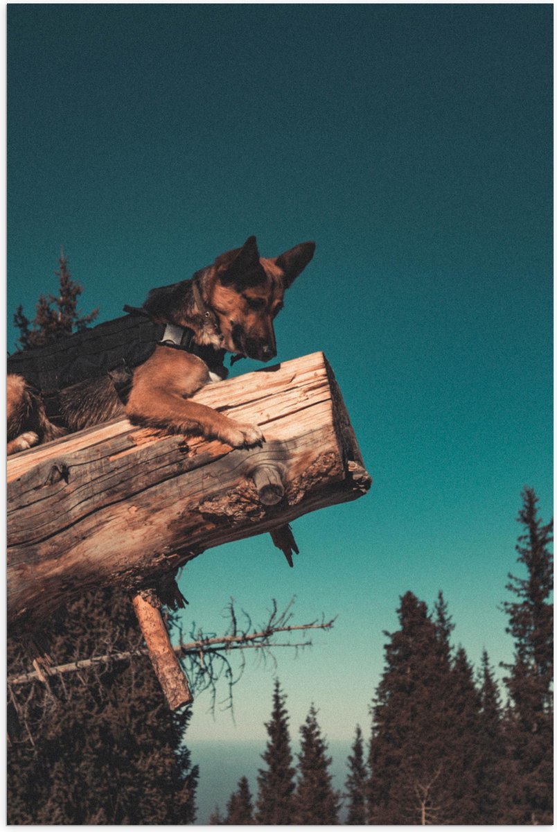 Poster (Mat) - Herdershond met Tuigje Liggend op Boomstam in Bosgebied - 40x60 cm Foto op