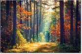 Décoration murale Forêt - Soleil - Nature - Automne - 180x120 cm - Poster jardin - Toile jardin - Poster extérieur