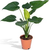 Hello Plants Alocasia Cucullata Olifantsoor - Ø 19 cm - 55 cm