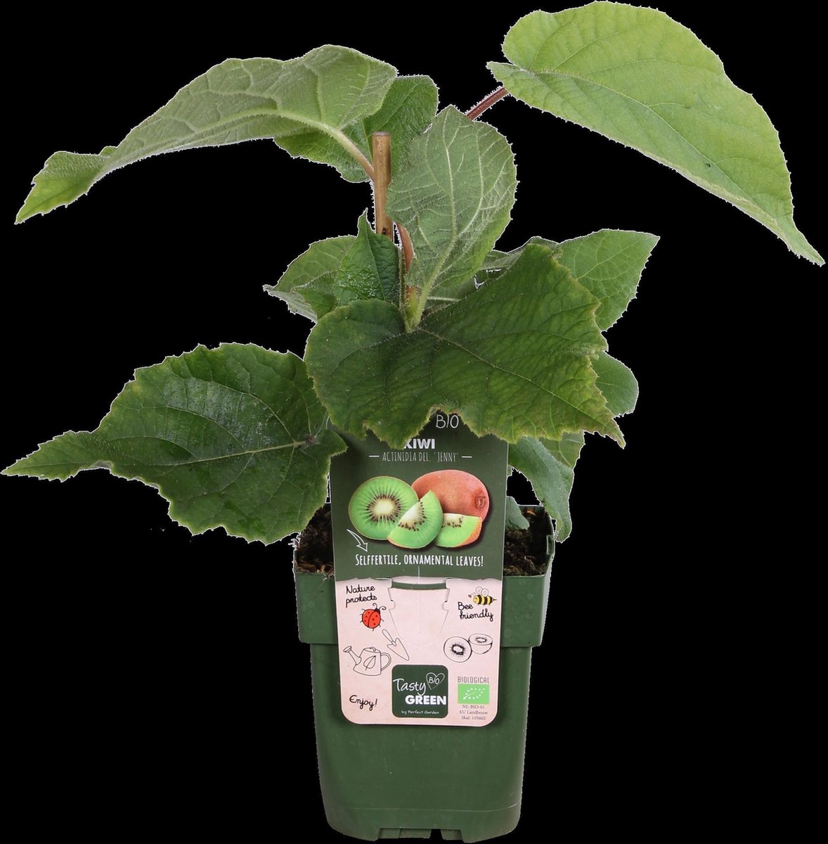 Hello Plants Actinidia Delciosioa Jenny Kiwi - Fruitboom - Ø 13 cm - Hoogte: 45 cm