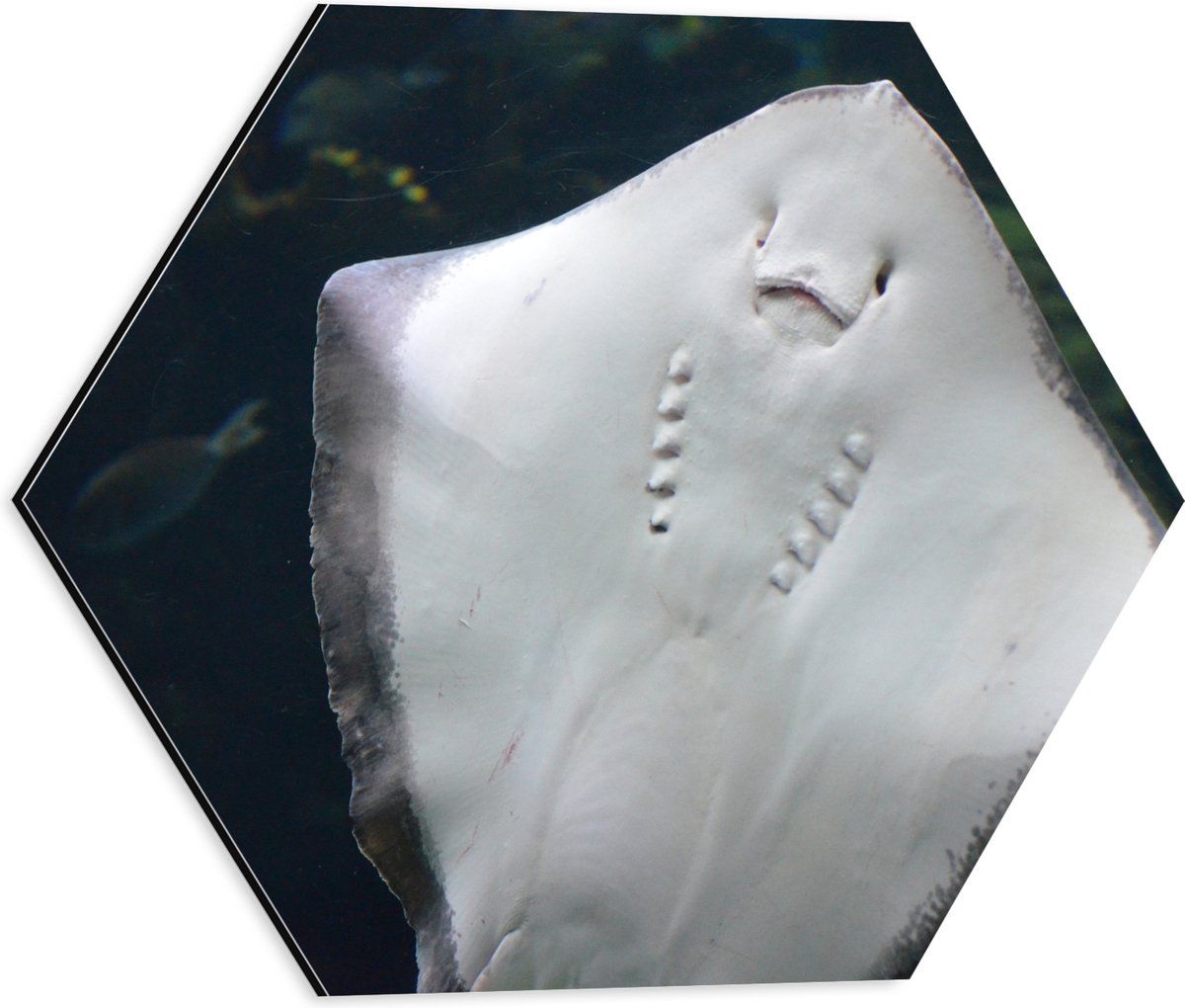 Dibond Hexagon - Onderaanzicht van Rog zwemmend tegen Aquarium - 40x34.8 cm Foto op Hexagon (Met Ophangsysteem)
