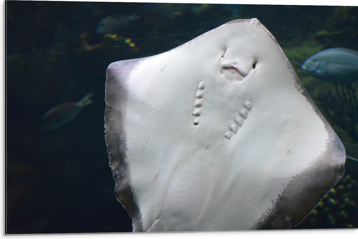 Dibond - Onderaanzicht van Rog zwemmend tegen Aquarium - 75x50 cm Foto op Aluminium (Met Ophangsysteem)