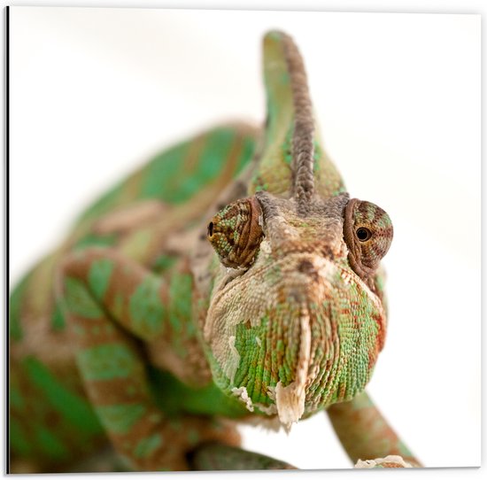 Dibond - Vooraanzicht van Kop van Sip Kijkende Kameleon - 50x50 cm Foto op Aluminium (Met Ophangsysteem)