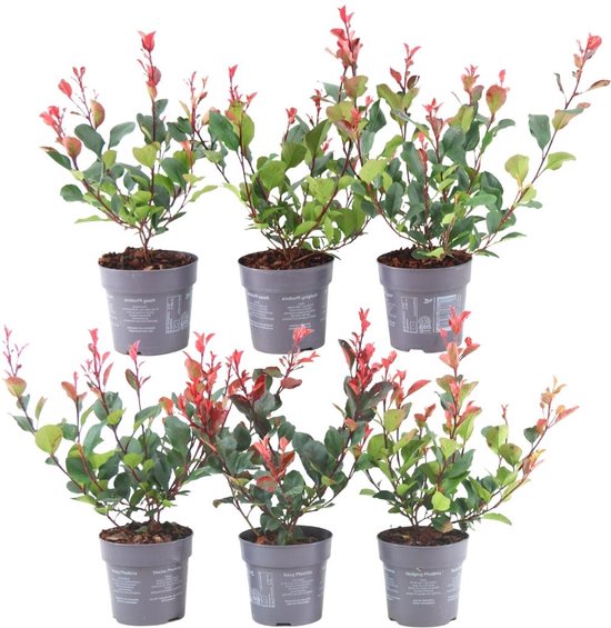 Plants by Frank - 1 meter Glansmispel haag - Photinia fraseri 'Little Red  Robin' - Set... | bol.com